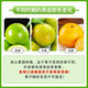 Hunan Mayang Zhijiang rock sugar orange, bursting with juice in one bite, seasonal fresh fruit tree-ripened rock sugar orange 50-60mm Mayang rock sugar orange with box 1Jin Jin equals 0.5kg, packed 50-60mm