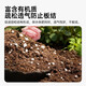 Worthlin universal nutrient soil flower soil large bag organic vegetable and flower planting soil green radish peat soil 50Jin Jin is equal to 0.5kg refined nutrient soil