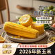 Fresh vacuum yellow corn heated ready-to-eat big sticks starting from 200g single stick for meal replacement breakfast essential supermarket live broadcast room 200g*3 sticks