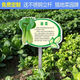 Introduction to Vinoya vegetables, vegetable garden vegetable patch, vegetable signage, vegetable variety display board, introduction to vegetables and fruits, 20x30cm (smaller size) 01 type + free stainless steel pole and screws