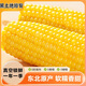 Fresh vacuum yellow corn heated ready-to-eat big sticks starting from 200g single stick for meal replacement breakfast essential supermarket live broadcast room 200g*3 sticks