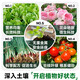 Instant high-efficiency compound fertilizer nitrogen, phosphorus and potassium general flower, fruit and vegetable compound fertilizer nitrogen, phosphorus and potassium fertilizer 10-100Jin Jin equals 0.5kg High-efficiency instant multi-element compound fertilizer 100Jin Jin equals 0.5kg