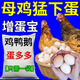 Egg Duoduo chickens, ducks, geese, general egg-laying treasure, egg-stimulating egg-stimulating device, special feed additive for improving egg quality in cold weather, 3 bags, can’t be picked up after eating