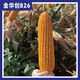 Jinhuachuang 826 new corn seed that is resistant to density, resistant to disease, lodging, rust and stable yield, 4826 grains/bag, 10 bags