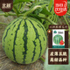 Beishu rock sugar unicorn watermelon seeds seedlings super sweet and crisp four-season fruit seeds rock sugar unicorn watermelon seeds about 50 pieces