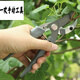 Fukuoka tools garden shears, fruit tree pruning shears, gardening shears, labor-saving scissors FO4313 FO-4313