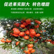 Potassium chloride potassium fertilizer high-efficiency agricultural fertilizer fully soluble instant compound fertilizer Ural crystal small particles potassium chloride one bag express delivery to villages and towns