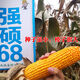 稳产强硕68玉米种子抗旱耐盐碱丰收保证厂家直发 国审高产种-4200粒