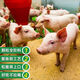 Mengniu biological fattening pig feed 0.5% core feed pig small feed pig fattening substitute premix full price feed to enlarge the skeleton Ten bags of mix 10,000 Jin Jin equals 0.5 kg -2.5 kg/bag