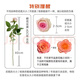 Jingdong Flowers Red Rose Boutique Soilless Culture New Year's Eve Flowers Valentine's Day Red Roses 10 Pack 45CM+ Straight from the Source