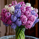 Jingdong Flowers Hyacinth imported from the Netherlands 1/single color vase with buds indoor potted hydroponic green plants flowers straight from the source