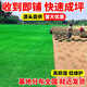 Turf soil real lawn with soil four-season green Manila turf villa courtyard greening grass Taiwan grass 0.5 square meters bentgrass buy 5 square meters and get 0.5 square meters