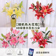 AB-grade high-quality perfume lily flowers hydroponic flower arrangement family life water-raised fresh-cut roses from Yunnan straight hair high-quality AB-grade random color large buds 6 lilies + preservative
