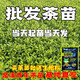 旺园兴龙井43茶苗乌牛早浙农117中茶108中黄越黄黄金芽安吉白茶绿茶叶树 金香玉茶苗100株