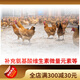 Compound premix for Jinpaichao national animal-preserved chickens, free-range chickens and laying hens, multi-dimensional amino acids and trace elements, better combination of self-ingredients (for youth use)