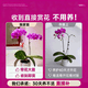 European bud Phalaenopsis potted plant with buds, living room office desktop, good for all seasons, flowers and green plants for opening, fairy pink Phalaenopsis 6 foils, with buds + ceramic flower pots, good with potted plants