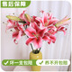 AB-grade high-quality perfume lily flowers hydroponic flower arrangement family life water-raised fresh-cut roses from Yunnan straight hair high-quality AB-grade random color large buds 6 lilies + preservative