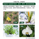 Guoguang Dynamics S-induced antibiotic tobacco citrus disease resistance, cold resistance, salt tolerance, root strengthening, seedling promotion, color change and growth regulator 1000ml