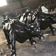 Cast copper and forged copper manufacturers produce animal sculptures, indoor and outdoor figures, anti-war relief walls, garden landscape sculptures, bronze horse sculptures
