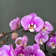 European bud Phalaenopsis potted plant with buds, living room office desktop, good for all seasons, flowers and green plants for opening, fairy pink Phalaenopsis 6 foils, with buds + ceramic flower pots, good with potted plants