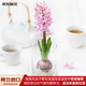 Jingdong Flowers Hyacinth imported from the Netherlands 1/single color vase with buds indoor potted hydroponic green plants flowers straight from the source