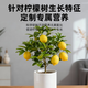 Jinyate lemon tree special fertilizer nitrogen, phosphorus and potassium ternary compound fertilizer to prevent yellow leaves household green plant potted slow-release fertilizer 550g