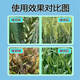Wheat yield increase package, one spray, three prevention, high yield package, head blight, powdery mildew, insecticide, sterilization, seedling strengthening, yield increase pesticide, six-in-one (1 mu dosage)