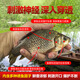 Sichuanji Crucian Carp Xiaoyao Wild Fishing Black Pit Bait Mainly Focuses on Fishing Bait Complete Collection of Fish Attractants Special Additives for Fishing Bait Sichuanji - Crucian Carp 100ml (Specializes on Crucian Carp, Highly Concentrated)
