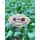 定制木牌子公园菜园菜地木质草地种植区指示牌立式插地牌爱护花草 9款30*40CM