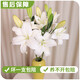 AB-grade high-quality perfume lily flowers hydroponic flower arrangement family life water-raised fresh-cut roses from Yunnan straight hair high-quality AB-grade random color large buds 6 lilies + preservative
