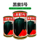 Chunzhiyun Heiba No. 1 black skin red flesh seedless watermelon seedless seeds super sweet thin skin high yield watermelon base for field use Black Honey No. 5 black skin red flesh seedless watermelon 700 capsules