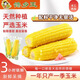 2025 Northeast yellow sweet glutinous corn on the cob vacuum packaged low-fat yellow waxy big stick sweet Northeast breakfast sticky rice yellow waxy corn 2 sticks 180g/stick