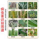 Wheat package, one spray, three preventions, wheat production increase, disease prevention, antibacterial, insecticide, anti-falling, strong seedlings, increase production package, 10-in-1 (1 mu dosage)