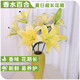 AB-grade high-quality perfume lily flowers hydroponic flower arrangement family life water-raised fresh-cut roses from Yunnan straight hair high-quality AB-grade random color large buds 6 lilies + preservative