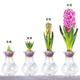 Jingdong Flowers Hyacinth imported from the Netherlands 1/single color vase with buds indoor potted hydroponic green plants flowers straight from the source