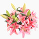 AB-grade high-quality perfume lily flowers hydroponic flower arrangement family life water-raised fresh-cut roses from Yunnan straight hair high-quality AB-grade random color large buds 6 lilies + preservative
