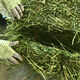 Alfalfa hay for cattle, sheep and horses, sheep grass, alpaca large zoo feed, alfalfa 20kg