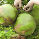 Hainan Wenchang Green Coconut with Skin Freshly Picked Coconut Juice Seasonal Fruit Coconut - Wancheng 4 pieces Hainan Green Coconut with Skin (Authentic Origin)