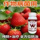 Complete treatment of strawberry diseases, special strawberry bactericidal medicine, red center column, strawberry white powder, root rot, gray mold, leaf spot, soft rot anthrax, gold iodine protection 500 ml (mixed with 800 Jin of water, Jin is equal to 0.5 kg)