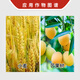 Grape Essence Network Qizhou Shiduoxi 25% paclobutrazol wheat growth regulator mango tree shoot control plant growth regulator 1KG