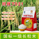 Long-grain fragrant rice Chuanyou 7021 rice seed national standard first-grade fragrant rice has a soft taste but not glutinous and chewy Chuanyou 7021 500g/bag 5 bags