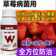Complete treatment of strawberry diseases, special strawberry bactericidal medicine, red center column, strawberry white powder, root rot, gray mold, leaf spot, soft rot anthrax, gold iodine protection 500 ml (mixed with 800 Jin of water, Jin is equal to 0.5 kg)