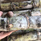 Authentic Taoshan sugarcane seedlings, green sugarcane seedlings, fruit sugarcane seedlings, 20 seeds, 2-4 coarse spores per root, 5 sugarcane spores (germination rate)