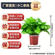 Shuangmeng potted green radish formaldehyde removal flowers and green plants office new house air purification 110 styles 10 pots straight from the source