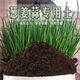 Onion, ginger, garlic, universal soil, flower and vegetable nutrient soil, nursery soil, flowers, golden kudzu, special organic soil fertilizer, vegetable nutrient soil 10 Jin Jin is equal to 0.5 kg