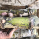 Authentic Taoshan sugarcane seedlings, green sugarcane seedlings, fruit sugarcane seedlings, 20 seeds, 2-4 coarse spores per root, 5 sugarcane spores (germination rate)