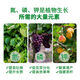 Green Long nitrogen, phosphorus and potassium balance high potassium rooting water-soluble fertilizer large-scale element water-soluble fertilizer nutrient fertilizer flush fertilization 20kg large-scale element balance type 20kg