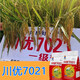 Long-grain fragrant rice Chuanyou 7021 rice seed national standard first-grade fragrant rice has a soft taste but not glutinous and chewy Chuanyou 7021 500g/bag 5 bags