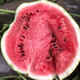 Beishu 8424 watermelon seeds seedlings Kirin sweet crisp fruit seeds 8424 watermelon seeds about 30 pieces