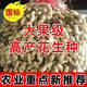 25-year-old new agricultural science peanut seeds, large seeds, disease-resistant, drought-tolerant, stable yield, shelled and flood-resistant field seeds and fruits, 25-year-old new seeds, thin shells and large fruits, Shanhua No. 9, no regrets if you don’t buy it, super original species 10Jin Jin equals 0.5kg, can be distributed in seed breeding base